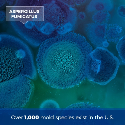 over 1,000 species of mold exist in the US over 1,000 species of mold exist in the US