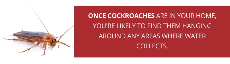 You're likely to find cockroaches hanging around where water collects You're likely to find cockroaches hanging around where water collects