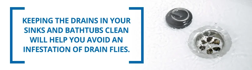 Keeping your drains clean will help avoid an infestation of drain flies Keeping your drains clean will help avoid an infestation of drain flies