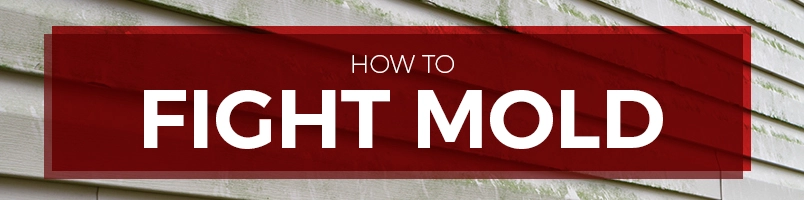 how to fight mold how to fight mold